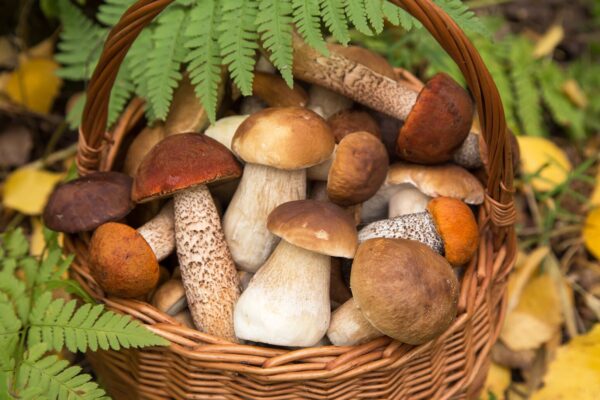 Foraged Mushrooms
