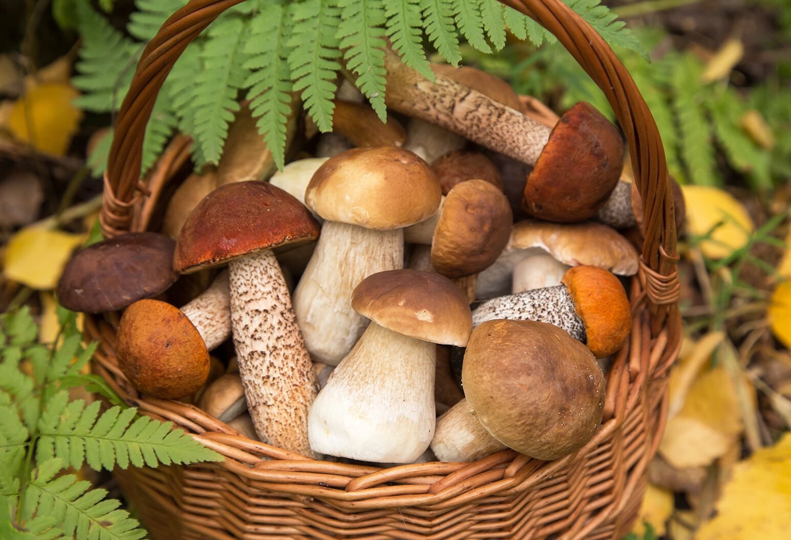 Foraged Mushrooms