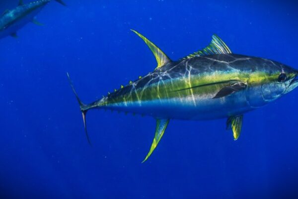 Yellow Fin Tuna