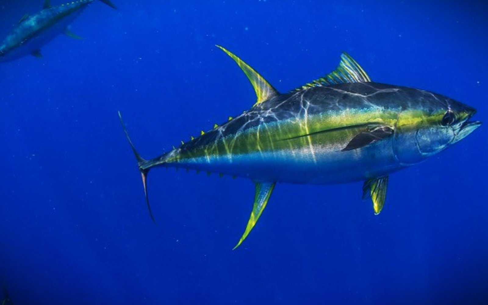 Yellow Fin Tuna